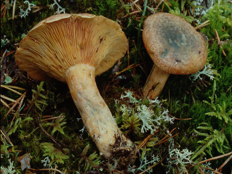 Specie interessanti dalla LAPPONIA due
